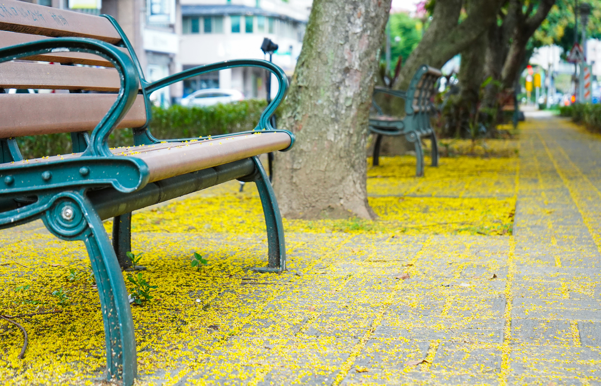 01.公園路上欒樹花落打造金雨大道