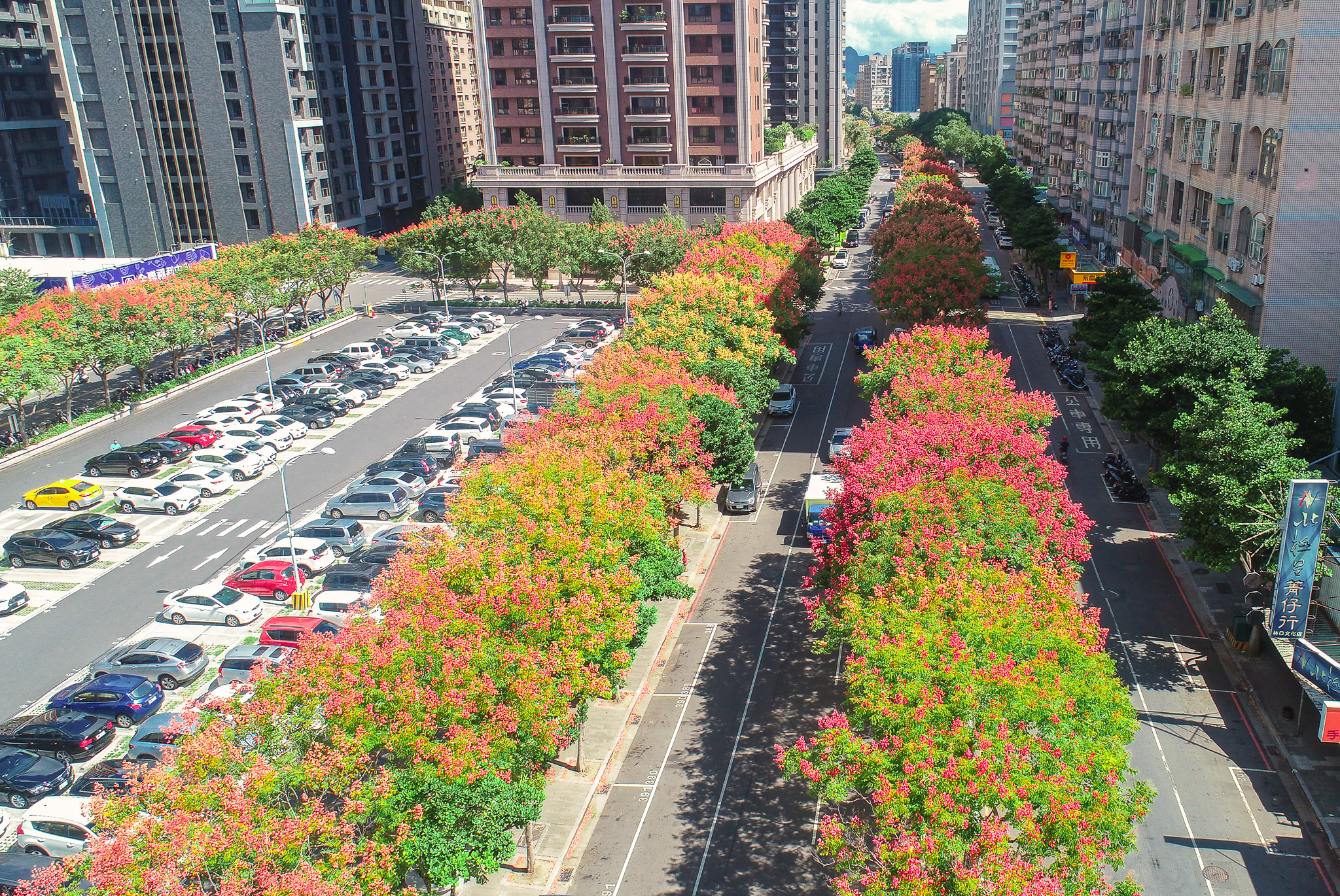 02.文化二路停車場周邊種滿欒樹