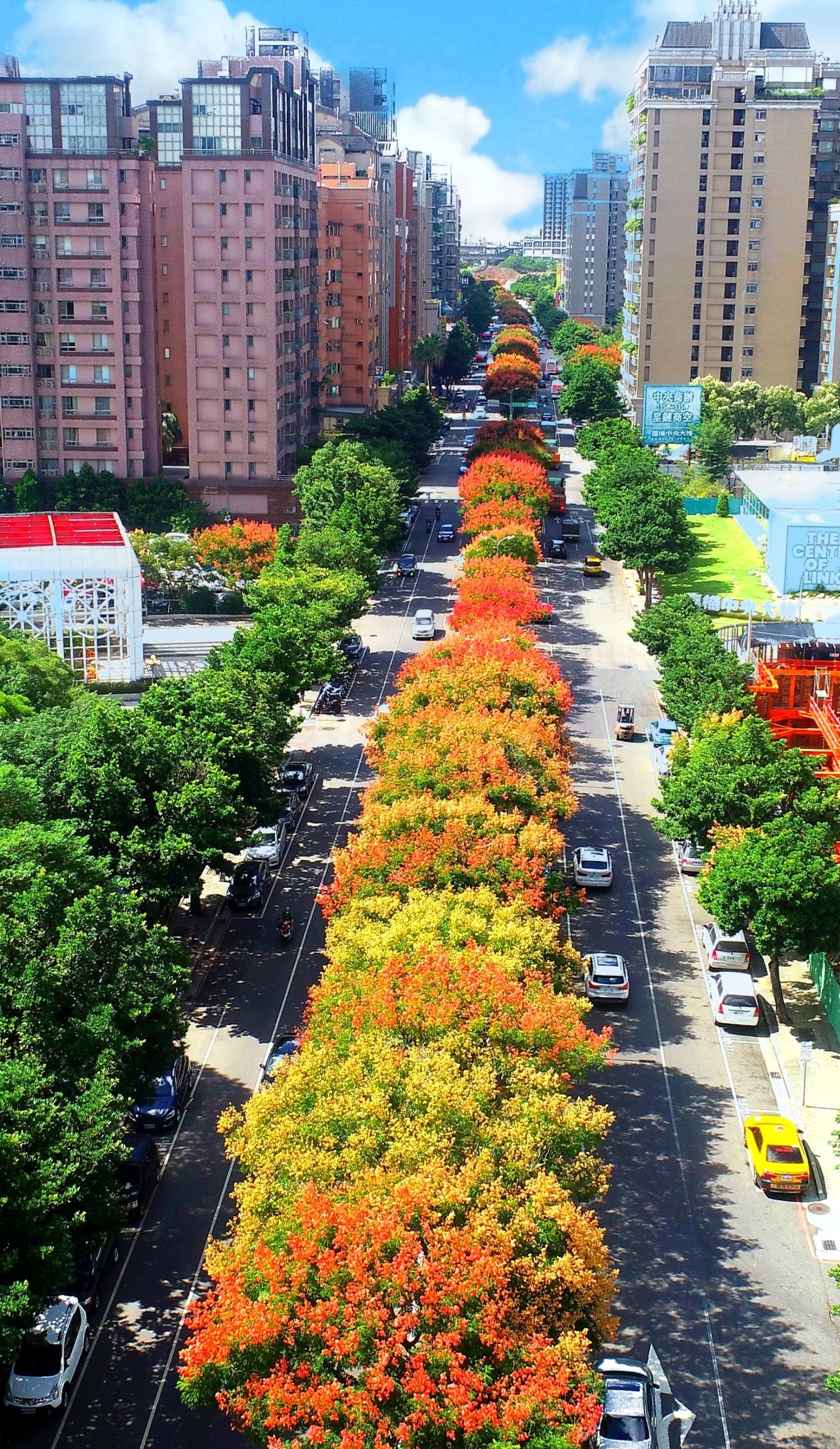 03.文化二路上欒樹盛開