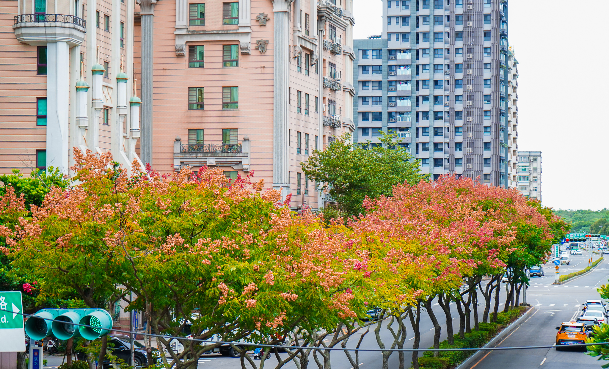 05.欒樹開金黃花瓣後轉為結紅色果實