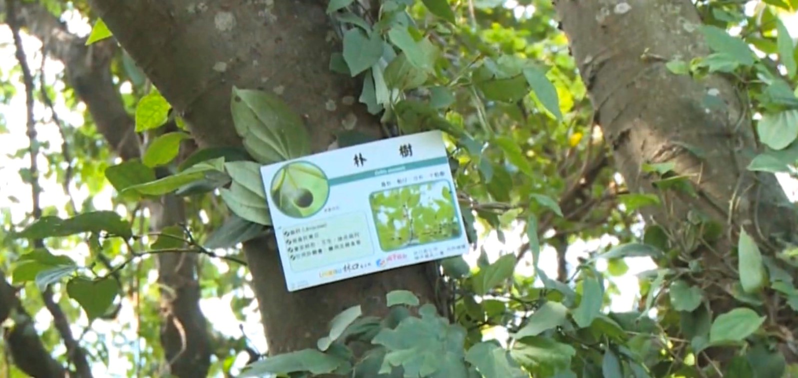 太平濱海步道-植物解說牌