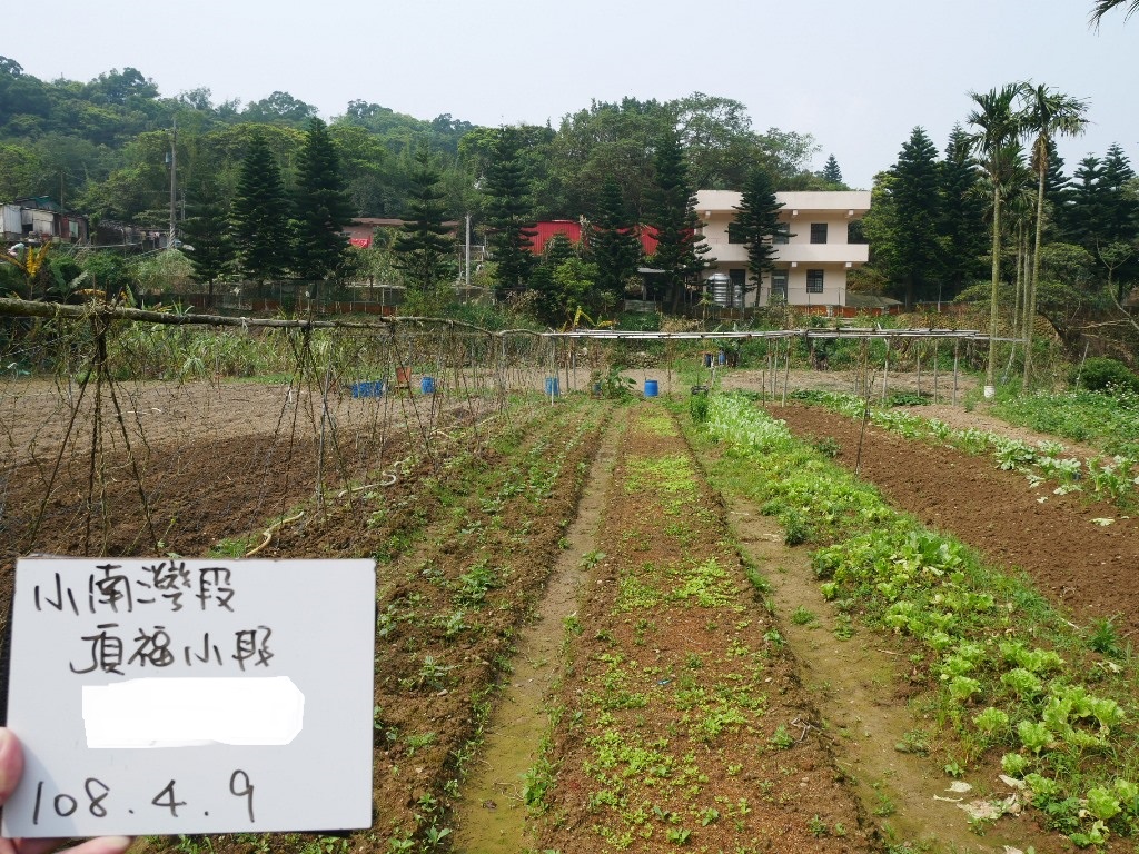 農地種植蔬菜